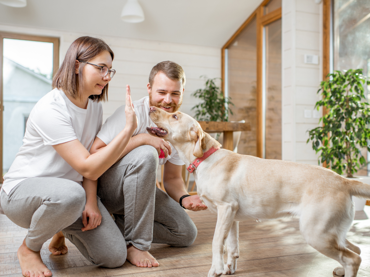 Couple propriétaires de chien dans la trentaine qui n'ose pas toucher leur chien qui revient de dehors par peur d'attraper des tiques de leur chien.