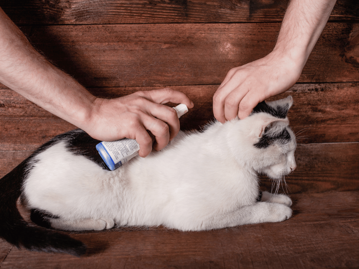 Propriétaire de chat administrant un spray anti-puce dans le cou de son chat.