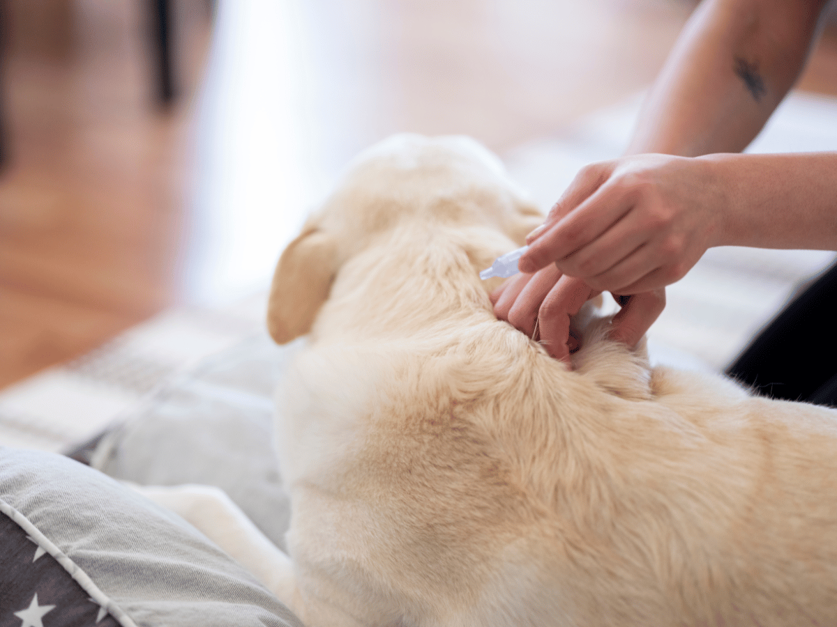 Propriétaire de chien qui traite les puces de son golden retriever à l'aide d'une pipette anti-puce.