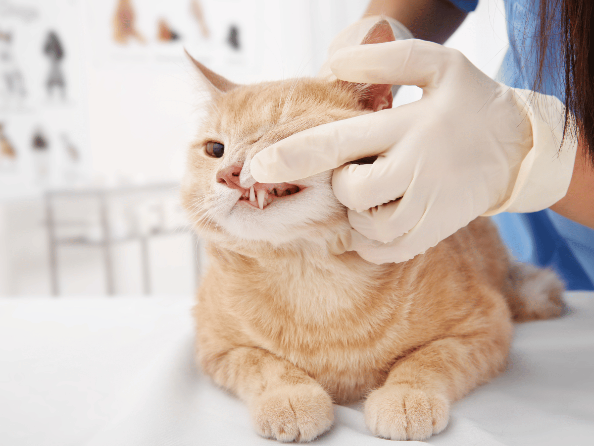 L'extraction dentaire est un des traitements conventionnels de la stomatite chez le chat