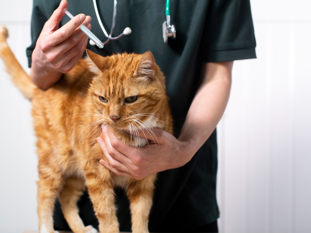Vétérinaire qui applique une pipette anti-tiques dans le cou d'un chat beige. Il s'agit d'un des traitement conventionnel des tiques chez le chat.