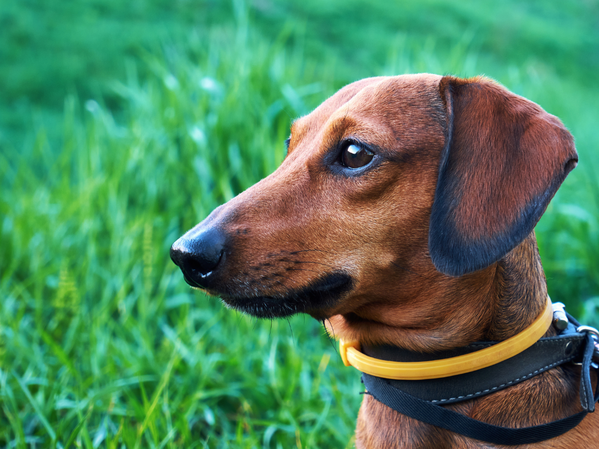 Chien de race teckel portant un collier anti-tiques, qui est un des traitement conventionnel contre les tiques chez le chien.