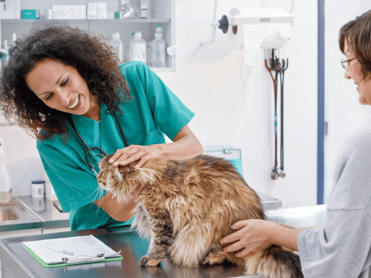 Ce vétérinaire prescrit un vermifuge à un chat atteint de vers