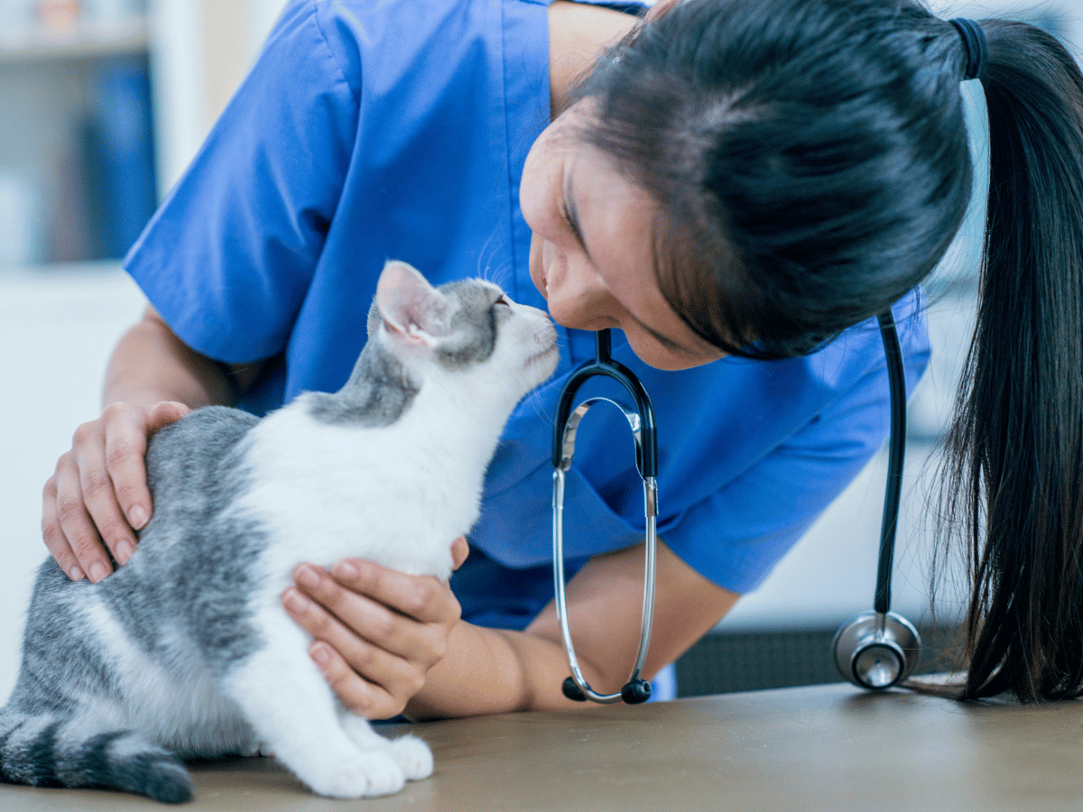 Ce chat est chez le vétérinaire pour recevoir un traitement de chimiothérapie, ce qui est une des façons de traiter le cancer chez les chats