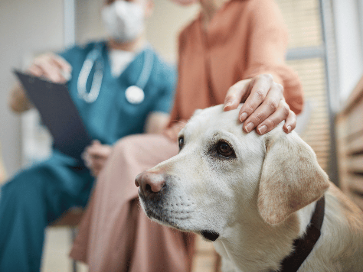 Un vétérinaire diagnostique le type de cancer d'un chien