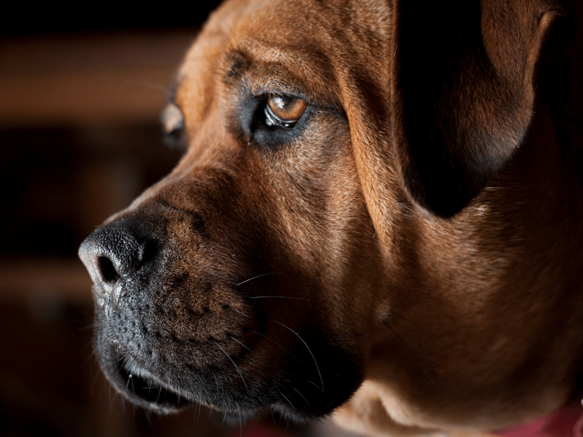 Chien qui se remet d'une crise de grand mal, un des types de crises épileptiques