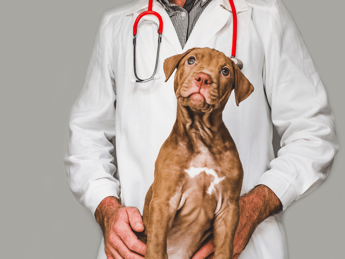 Chien qui consulte un vétérinaire pour son infection urinaire