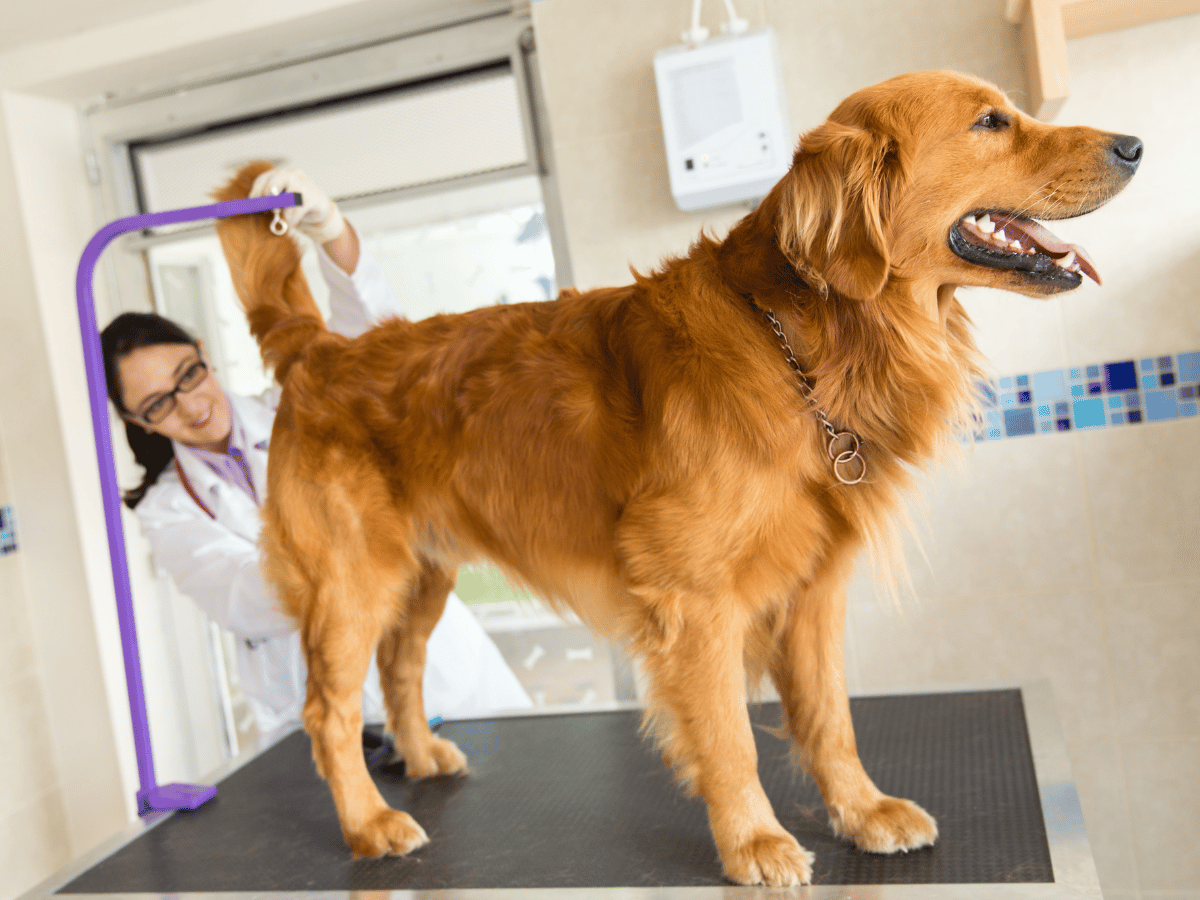 Vétérinaire qui fait la vidange des glandes anales d'un chien