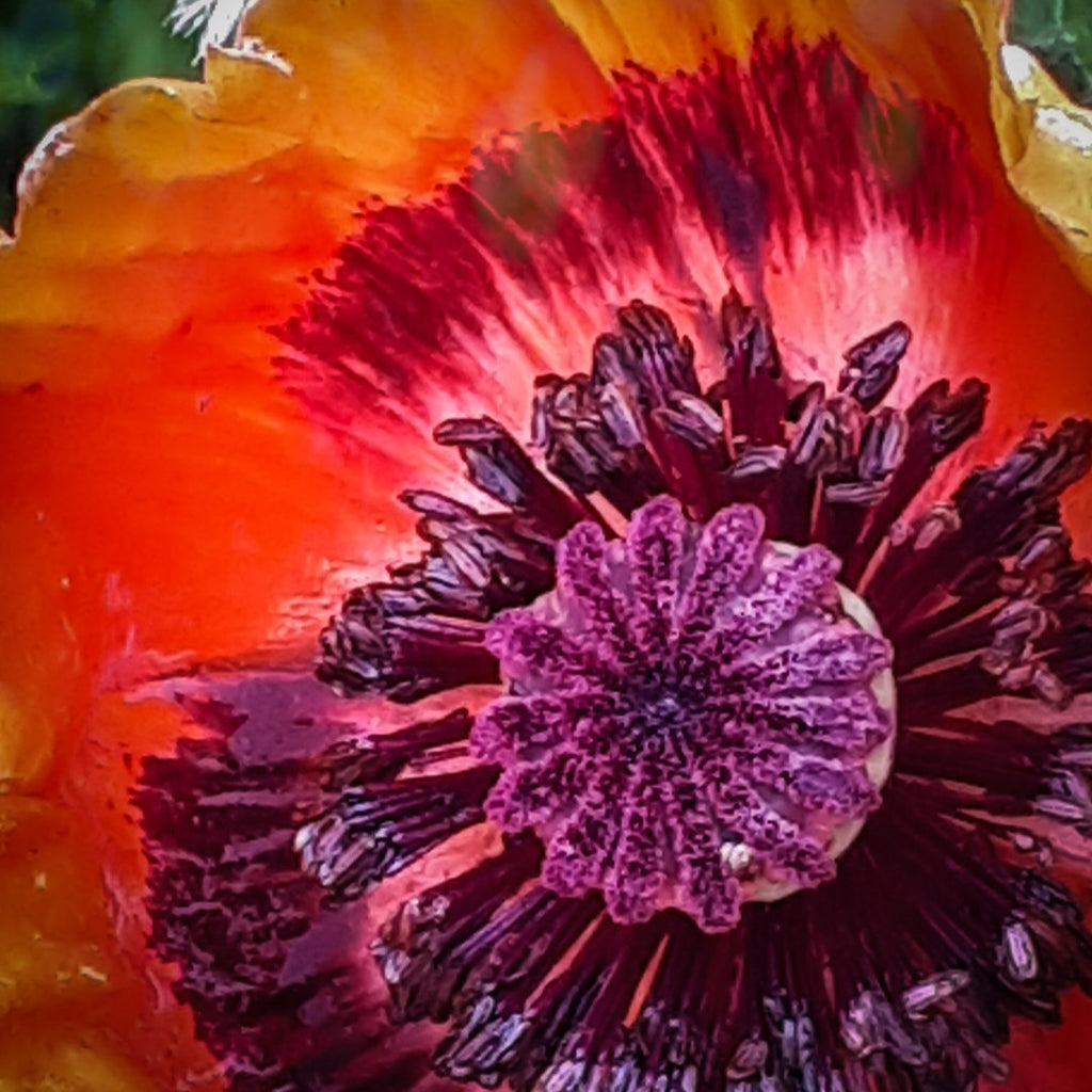 red poppy