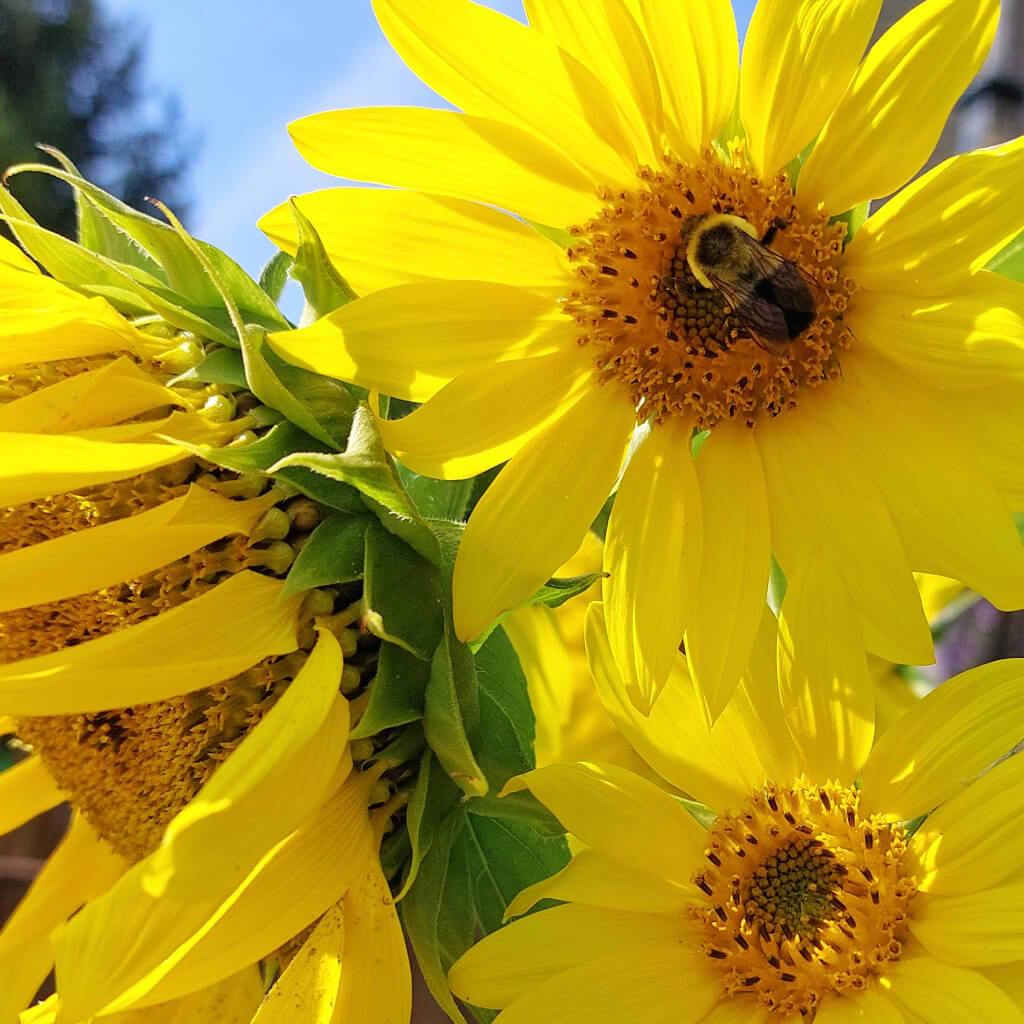 sunflowers with bee