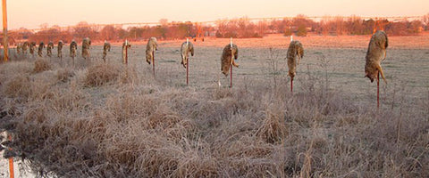 Coyote hunting - successful coyote hunt