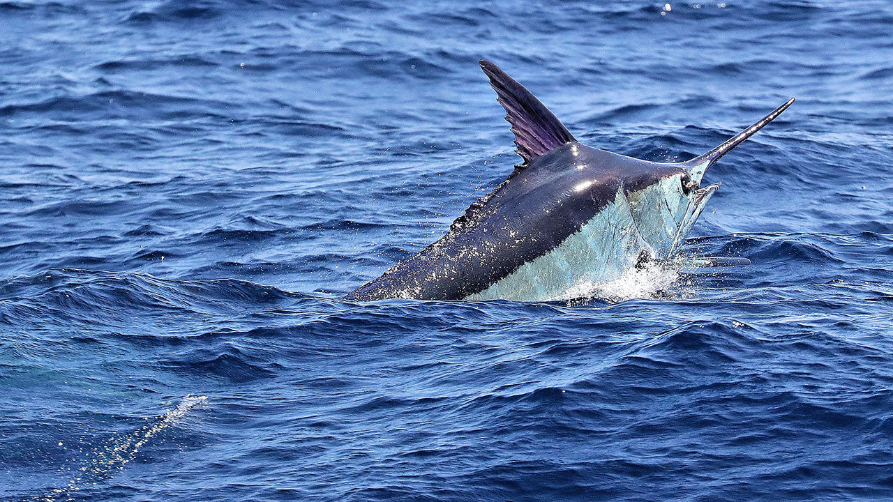 How Fast Can Fish Swim? - AFTCO