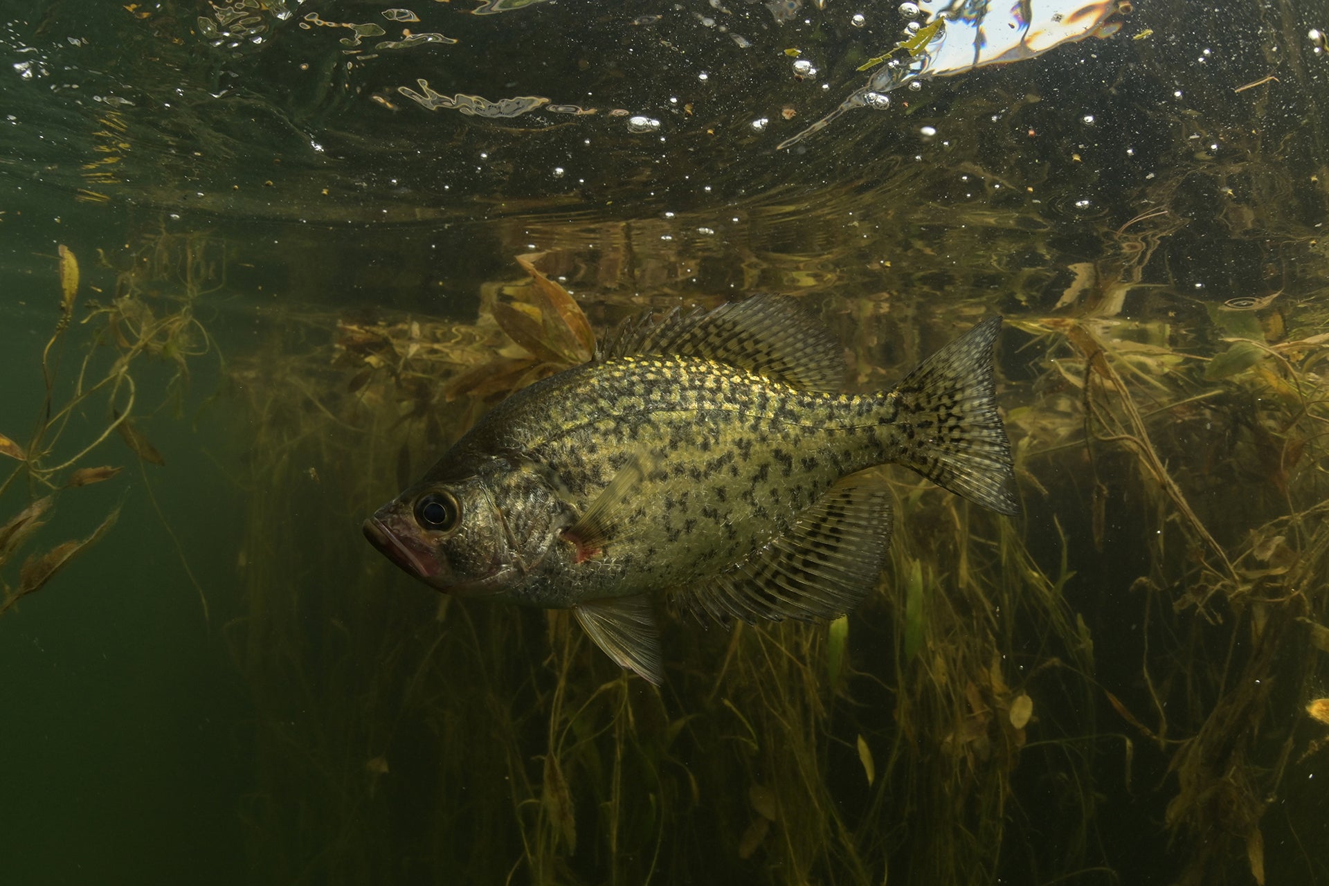 Crappie Appearance