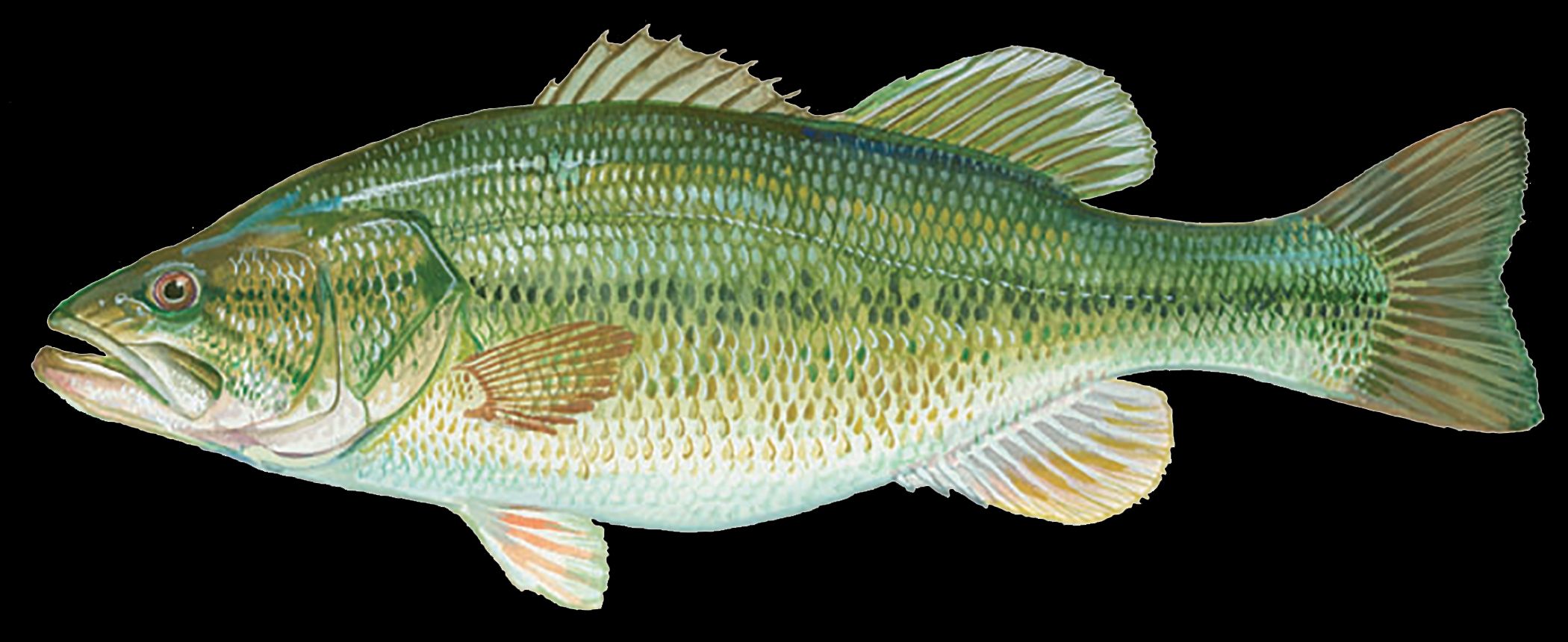 What Color is a Largemouth Bass 