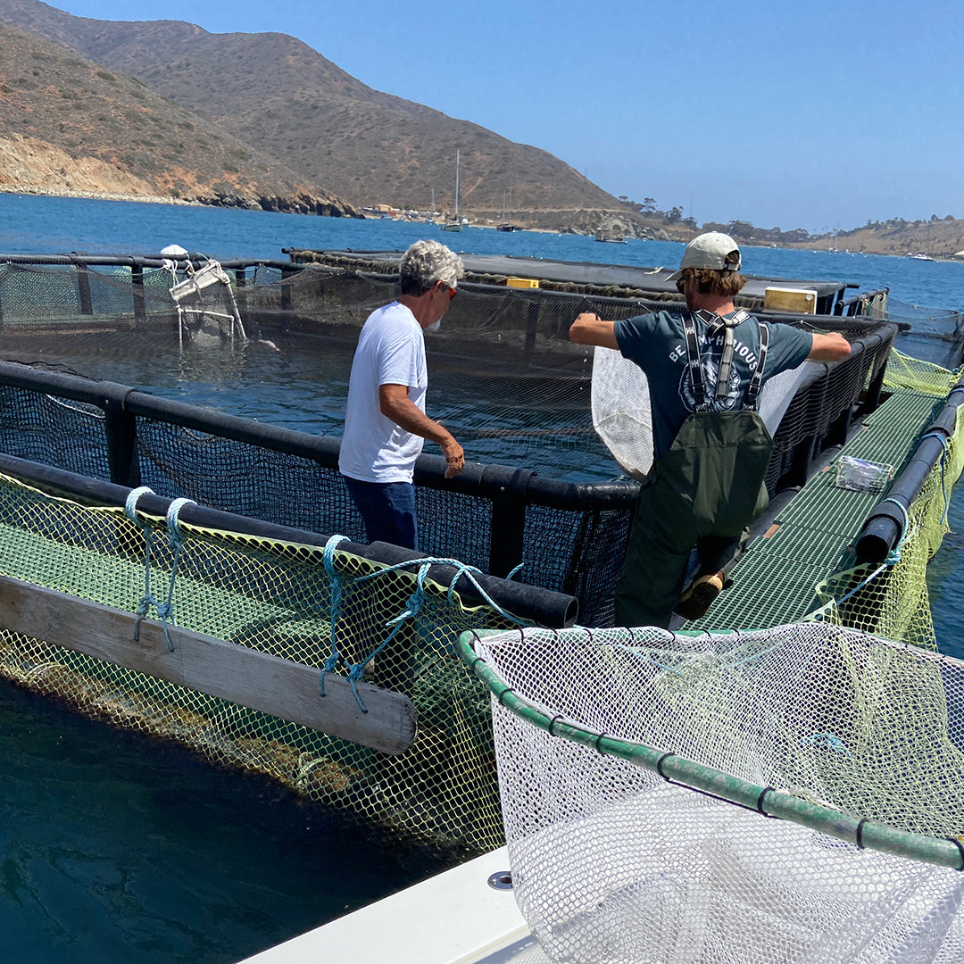 White Seabass Released in a Pen on Catalina Island.