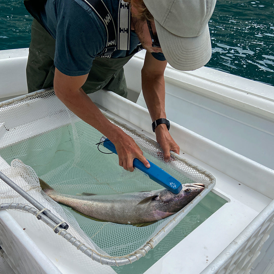 White Seabass Checked for Coded Wire Tag