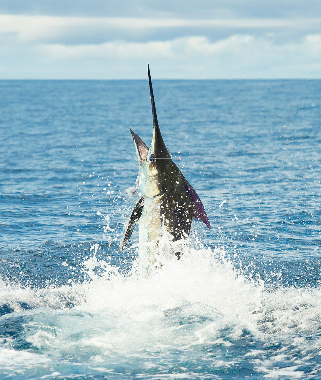 Marlin Jumping Out Of The Water | Los Sueños Costa Rica - AFTCO's Any Fish, Any Water