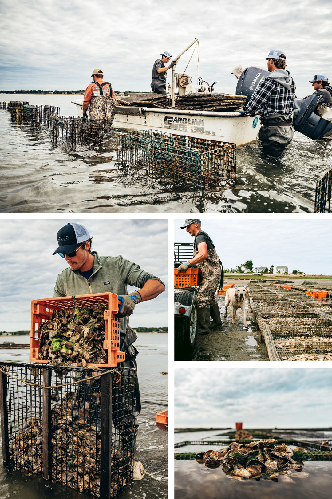 Island Creek Oysters