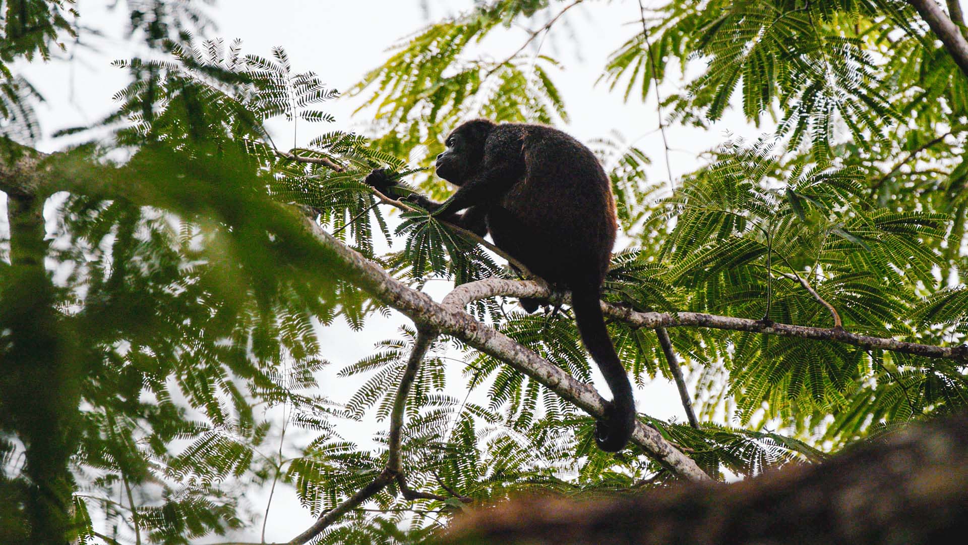 Panama Monkey