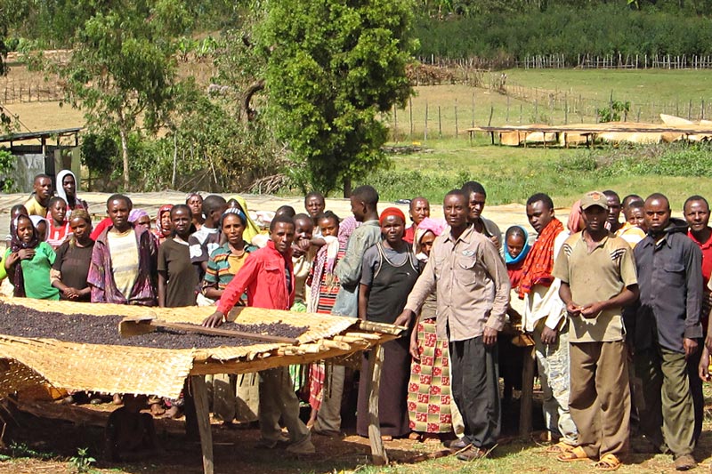 Fair trade coffee farmers in Ethiopia
