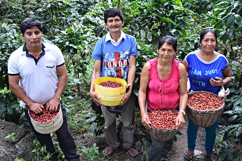 Fair trade coffee farmers in Northern Peru.