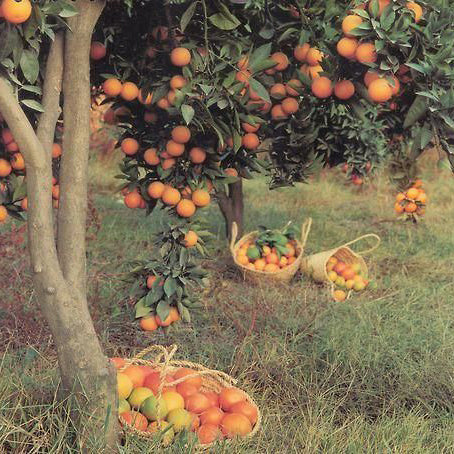 orange trees with baskets of oranges below