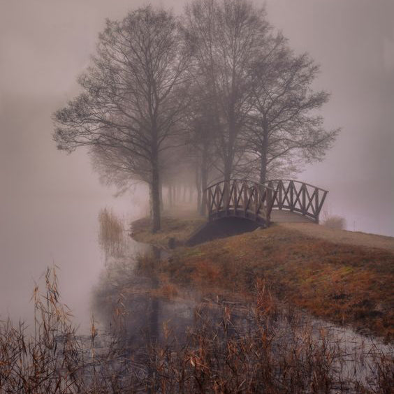 trees, fog and a bridge