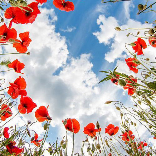 red poppies and a bright and cloudy sky