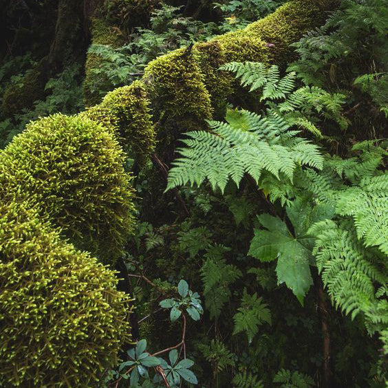 lush and mossy forest floor