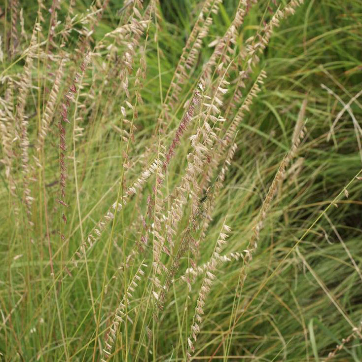 a close-up of grasses.