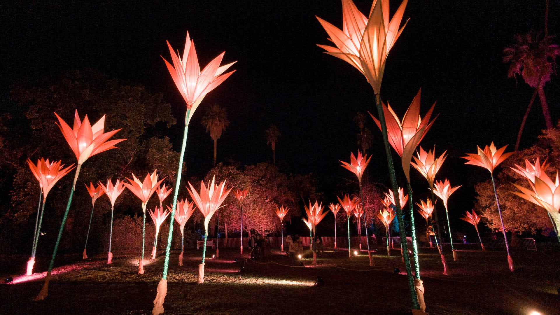  Floral shaped lights in botanical garden at LA Arboretum