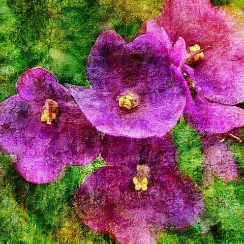 birth month flower February violet 