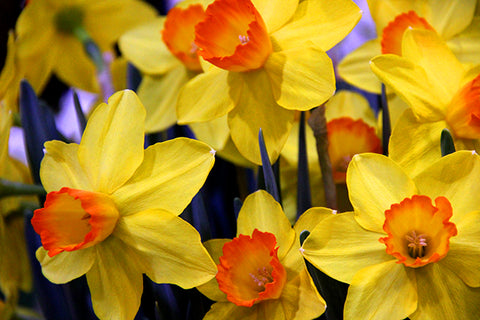 Narcissus, December's birth month flower, Birthday Blossom