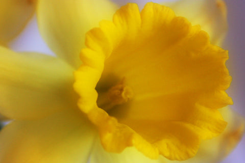 March Birth Month Flower Daffodil
