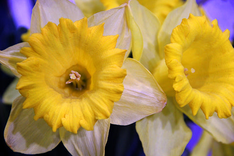 Narcissus, December's birth month flower and Birthday Blossom