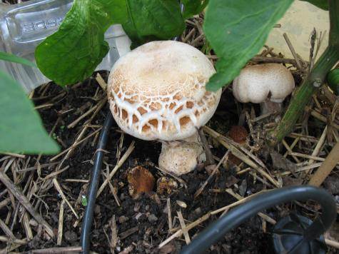 Quels sont les petits champignons qui poussent dans ma serre