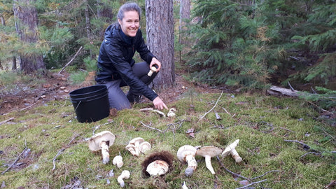 Cueillette de matsutake au Québec