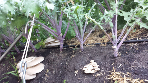 Faire pousser des champignons de Paris à la maison sous serre