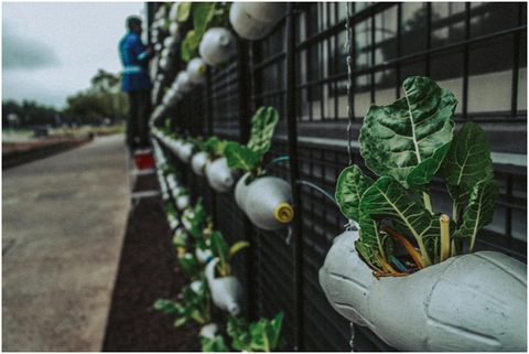 Vertical gardens 