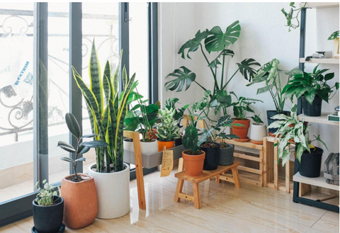 Selecting The Ideal Location For Your Indoor Garden