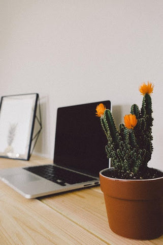 artificial plants for desk