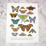 Butterfly & Moth Wall Art