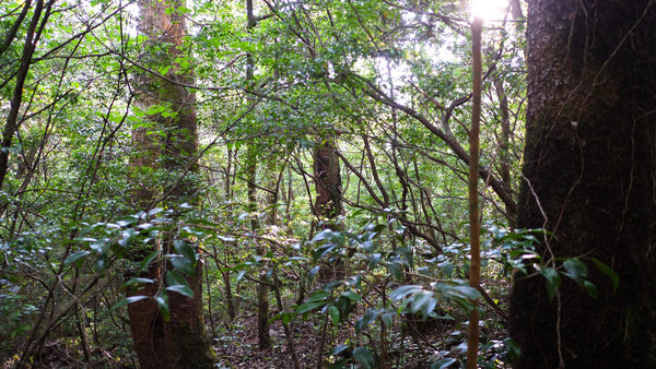 Kirishima Sankei Forest