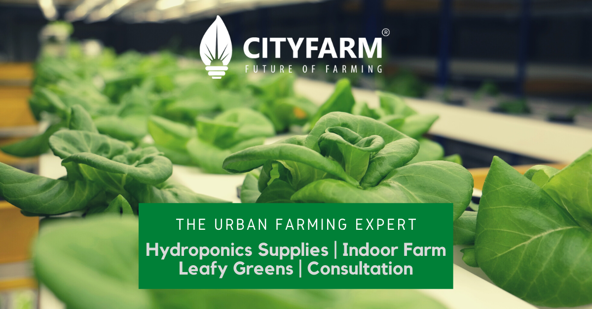 CityFarm Malaysia - The Urban Farming Expert