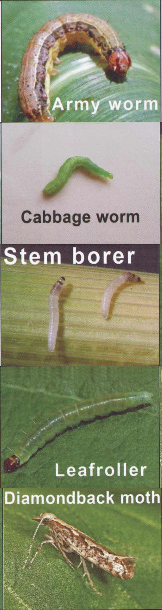 Effective against Cabbage worm, armyworm, diamondback moth, mites, leaf roller worm, fruit borer