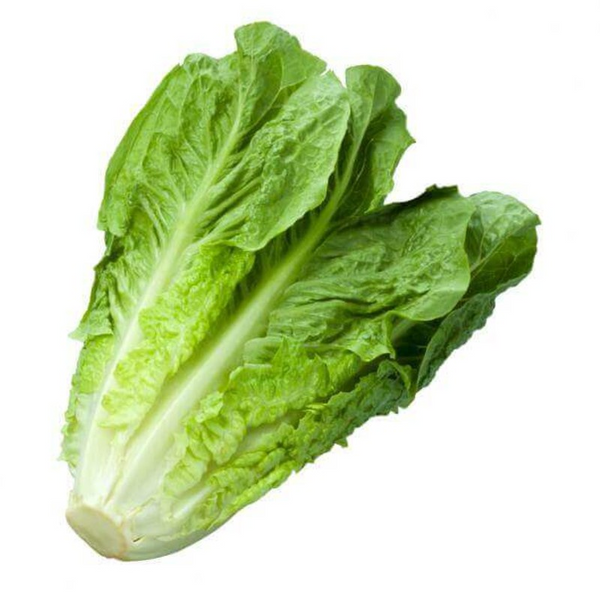 Cos lettuce