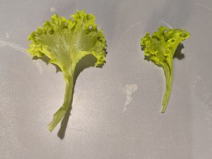 the difference in the size of the leaves growing from synthetic fertilizer(left) and organic fertilizer (right)
