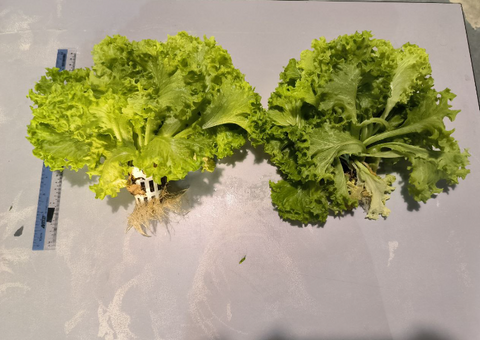 difference in the overall size and color of the lettuces growing from synthetic fertilizer(left) and organic fertilizer (right)