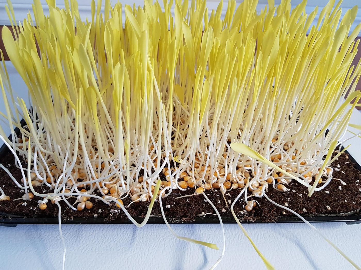 microgreen