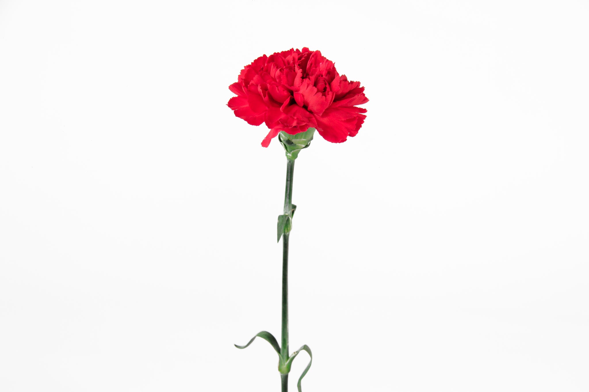 Red Carnation Symbolism